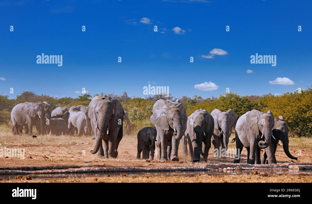 Des éléphants (Loxodonta africana) dans un trou d'eau, parc national d'Etosha, Namibie Banque D'Images