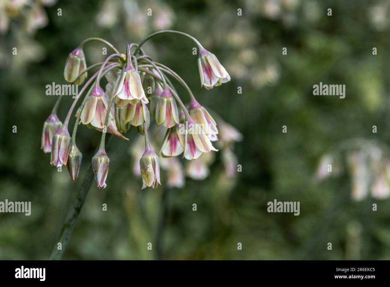 Allium Sicule fleurit à l'ombre Banque D'Images