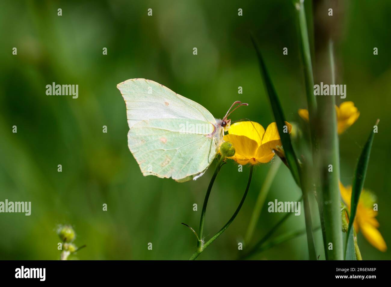 Papillon en pierre à brimades Gonepteryx rhamni, sous-ailes jaunâtres avec des marques brunes et des veines évidentes ailes de forme unique des ailes supérieures de mâle plus jaune Banque D'Images