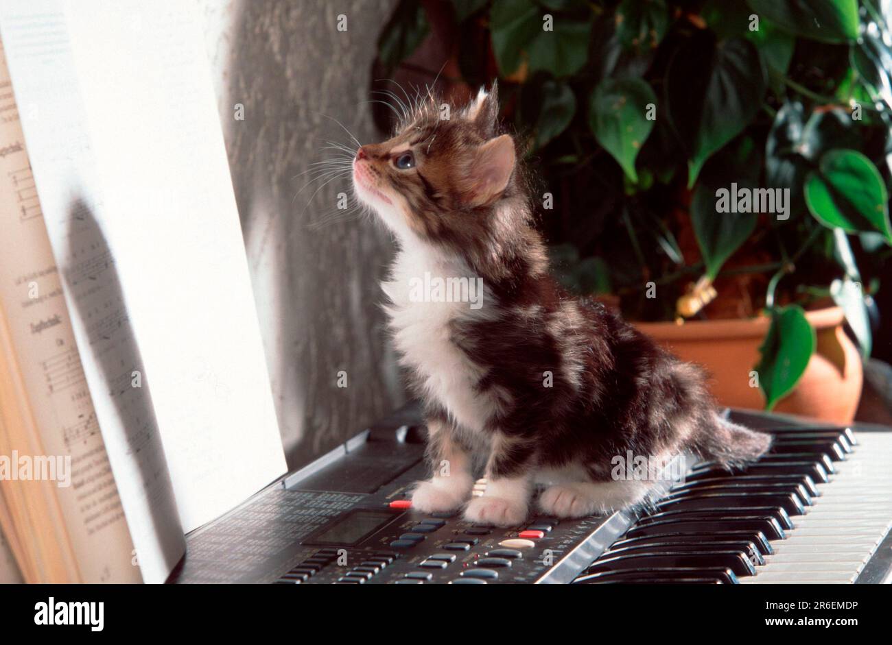 Norwegian Forest Cat, chaton, 5 semaines, sur clavier Banque D'Images