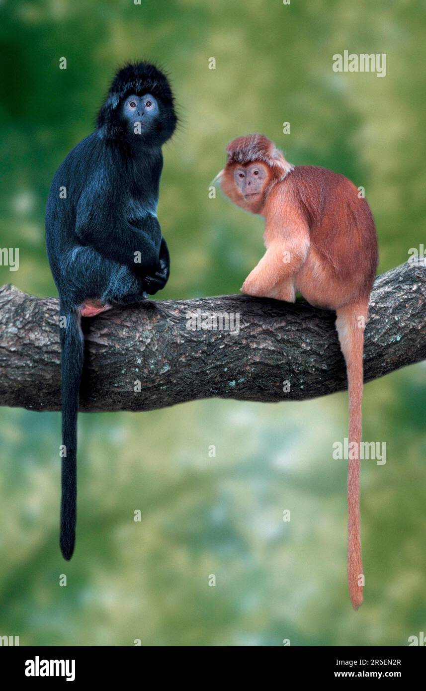 Langur javanais (Trachypithecus auratus auratus), langur javanais (animaux) (extérieur) (branche) (côté) (asie) (assis) (adulte) (paire) Banque D'Images