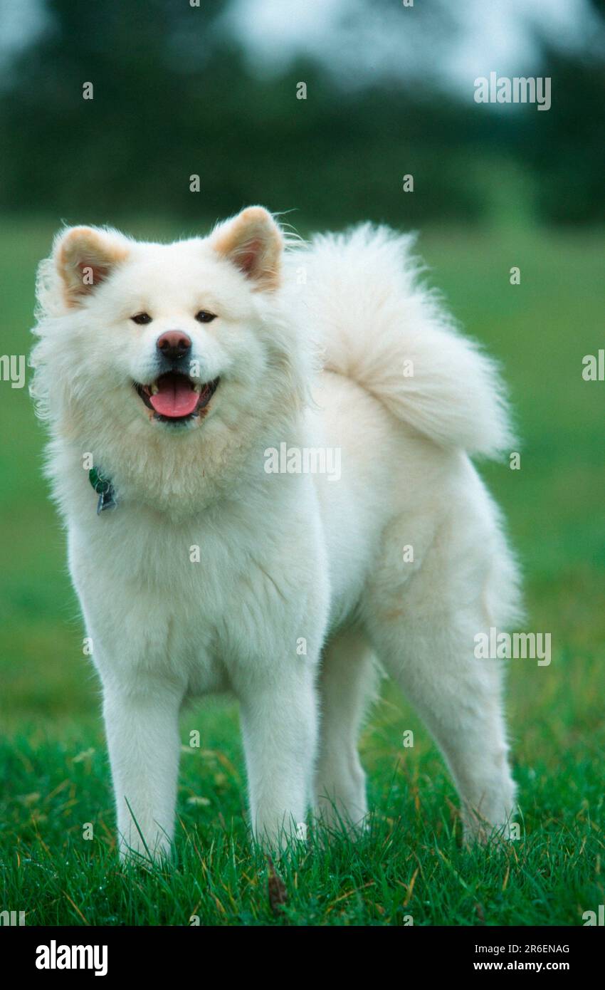 Akita Inu, à poil long (animaux) (en plein air) (en plein air) (prairie) (amical) (sourire