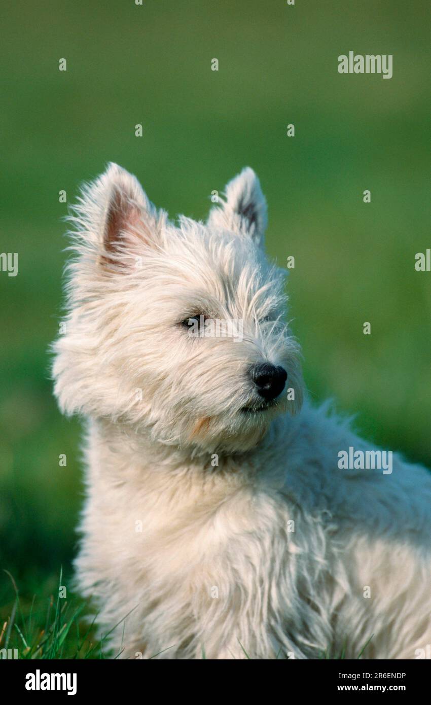 West Highland White Terrier (mammifères) (animaux) (chien domestique) (animal de compagnie) (animal de compagnie) (extérieur) (extérieur) (portrait) (portrait) (blanc) (assis) (adulte) Banque D'Images
