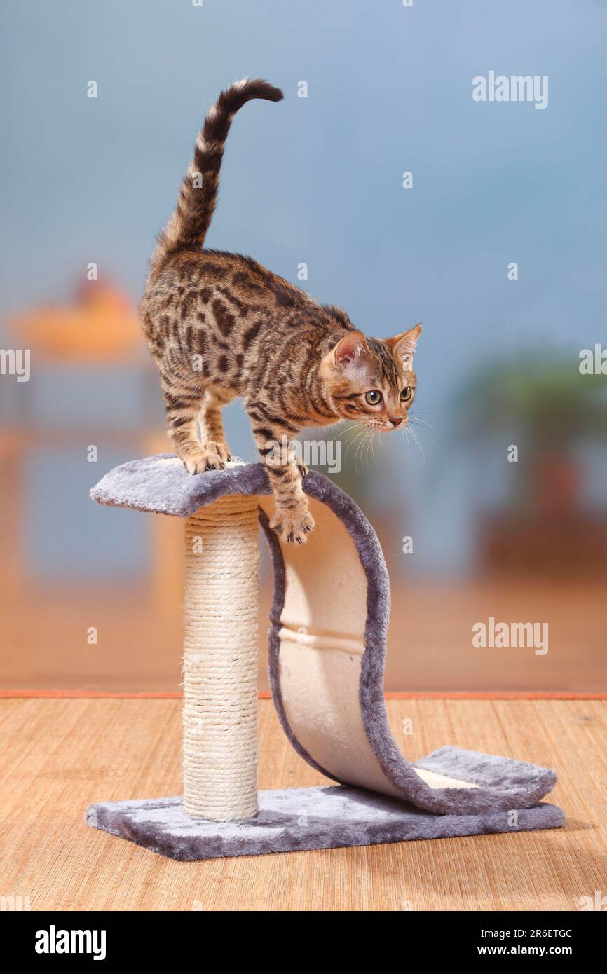 Chat Bengale, chaton, Homme, 3 mois, chat masculin, Arbre de chat, arbre de chat Banque D'Images