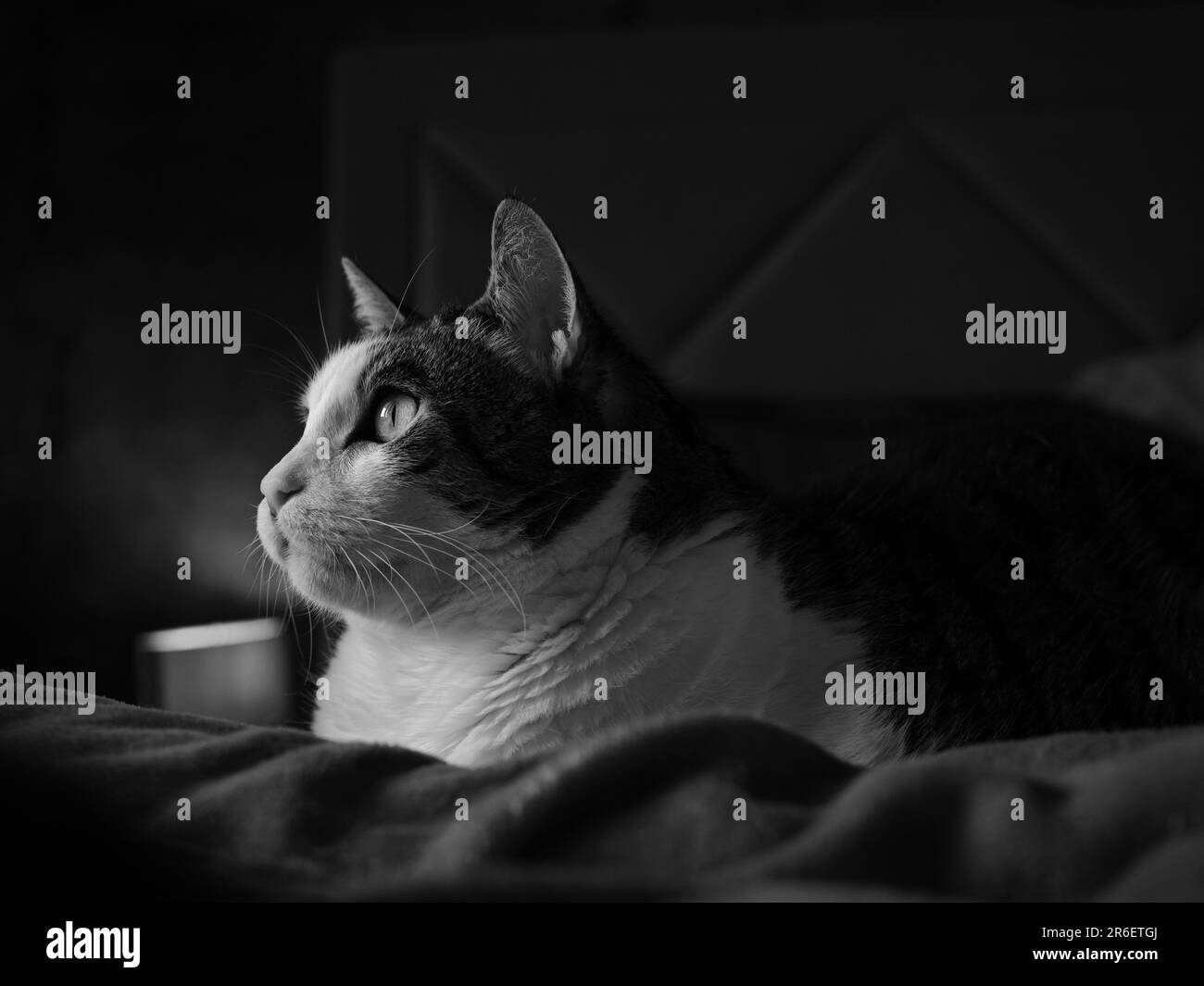 Un chat tabby en niveaux de gris assis sur un lit blanc Banque D'Images