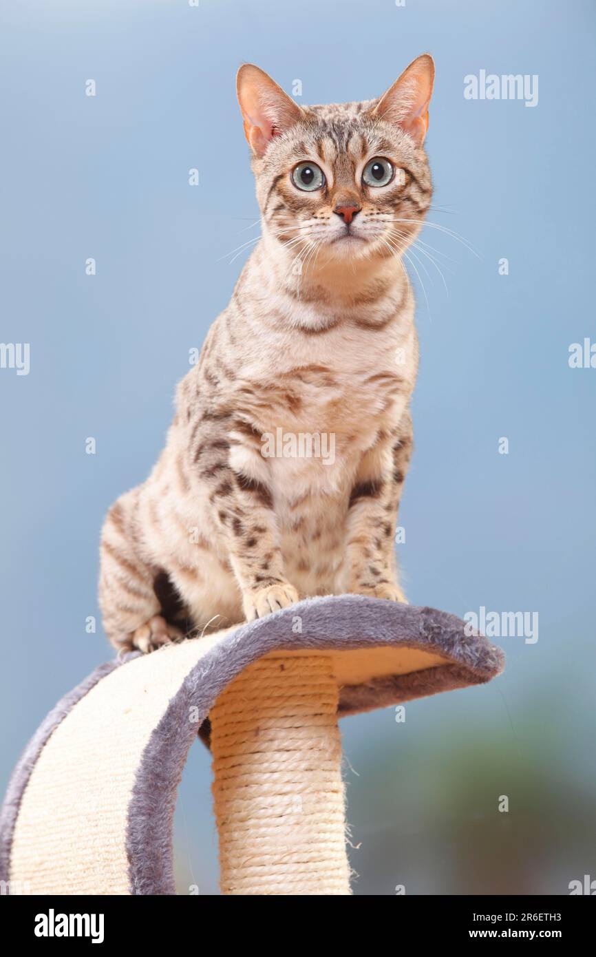 Chat Bengale, Bengale à neige, arbre à chat Banque D'Images