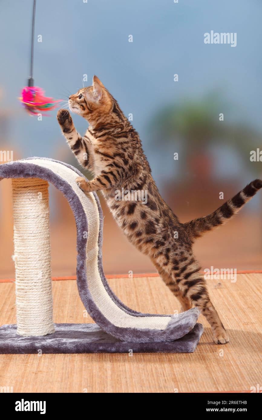 Chat Bengale, chaton, Homme, 3 mois, chat masculin, Arbre à chat, jouets Banque D'Images