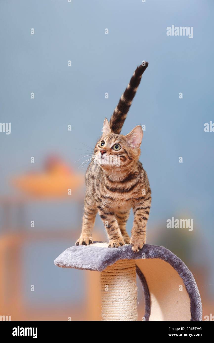 Chat Bengale, chaton, Homme, 3 mois, chat masculin, Arbre de chat Banque D'Images