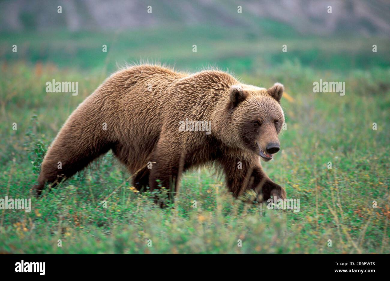 Ours grizzli (Ursus arctos horribilis), parc national du Mont McKinley, Alaska, ours grizzli, États-Unis Banque D'Images