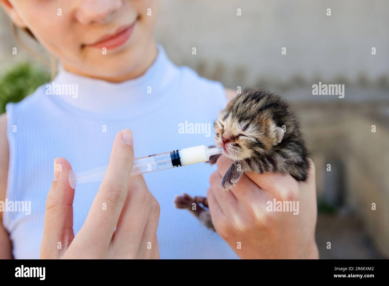 Un chaton nouveau-né boit du lait à partir d'une seringue. Alimentation  artificielle Photo Stock - Alamy