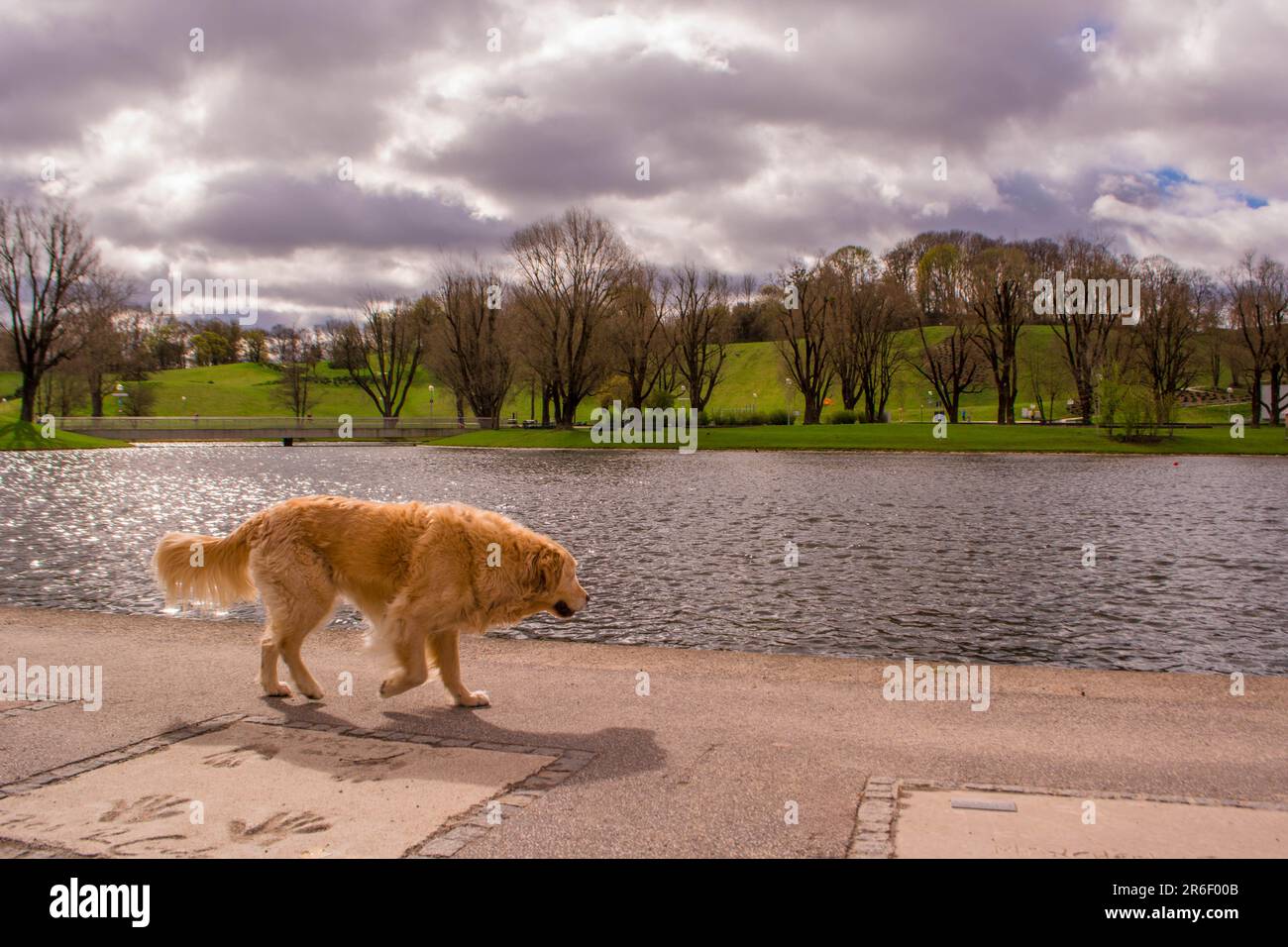 Labrador retriever marchant au bord du lac, Olympiapark, Munich, Allemagne Banque D'Images