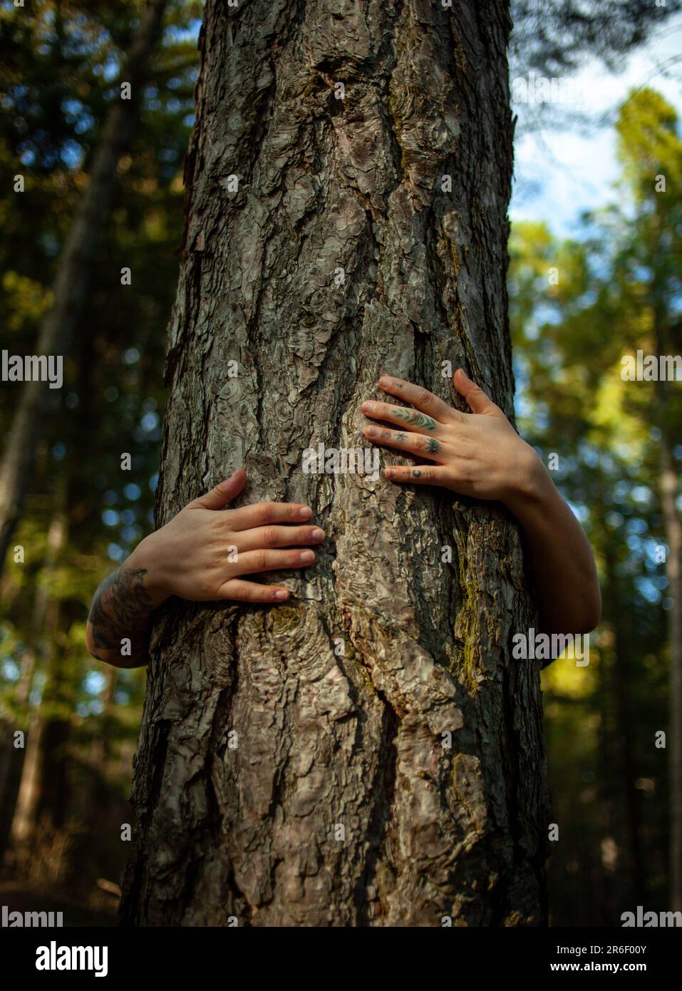 Une jeune femme embrassant l'arbre avec ses bras. Concept d'amour pour la nature. Amour à la terre. L'amour de Pachamama. Banque D'Images