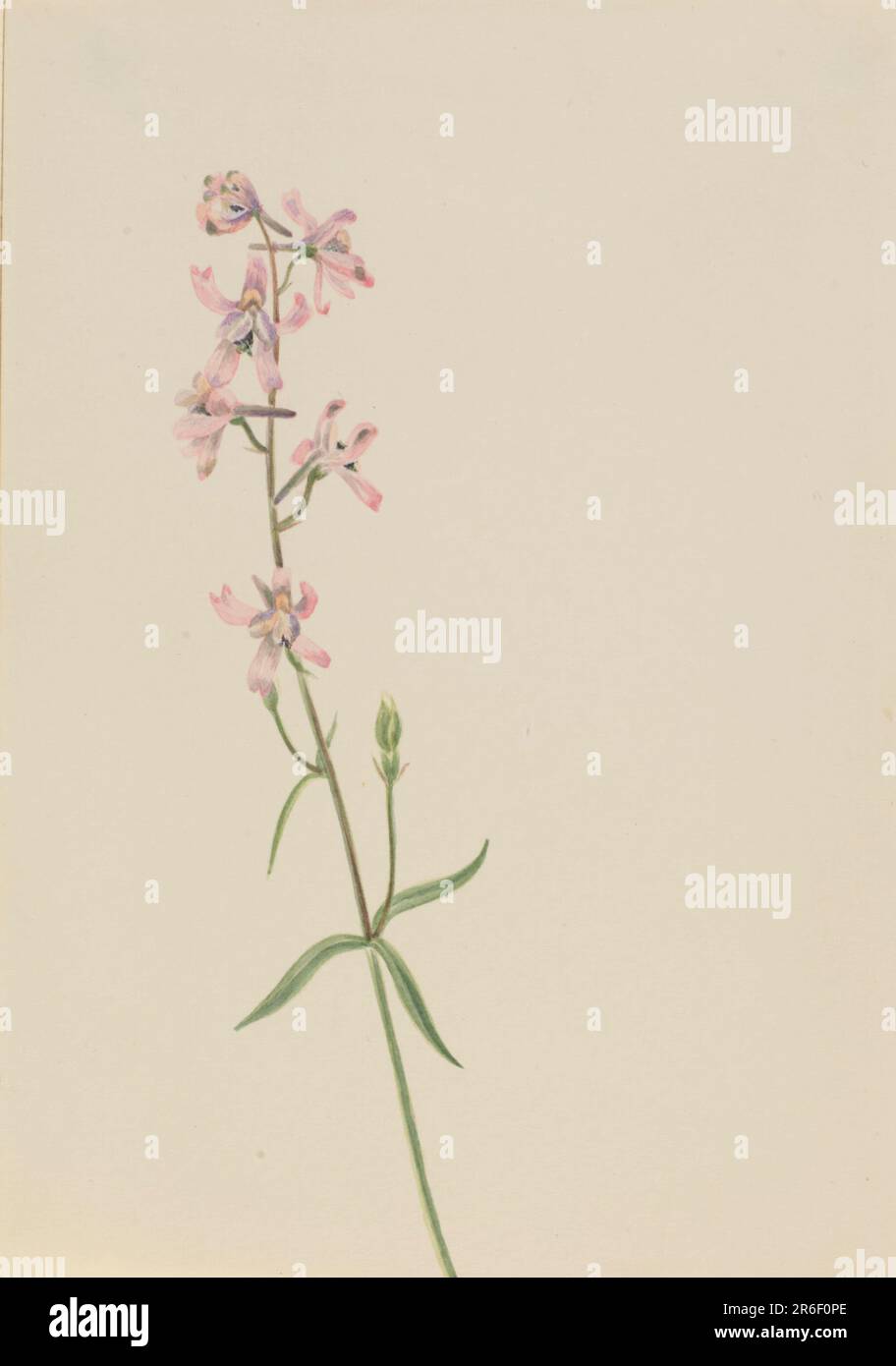 Sans titre--Etude de fleur. Aquarelle sur papier. Date : env. 1900-1930. Musée: Smithsonian American Art Museum. Banque D'Images