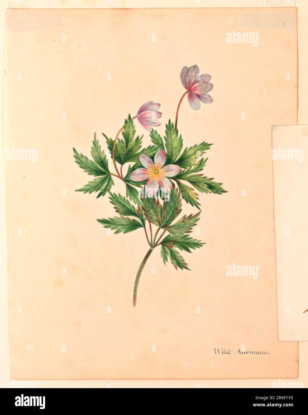 Une branche avec trois fleurs roses. Inscrit, en bas à droite (dans l'encre): 'Wild Anemone'. Date : env. 1830. Pinceau et aquarelle, pinceau et encre sur papier. Musée : Cooper Hewitt, Smithsonian Design Museum. Banque D'Images