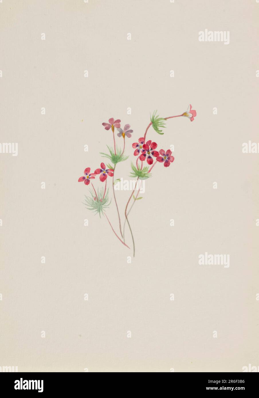 Gilia linanthus parviflorus. Aquarelle sur papier. Date : env. 1900-1930. Musée: Smithsonian American Art Museum. Banque D'Images