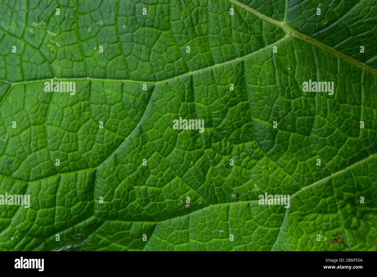 Texture des feuilles de vert abstrait pour l'arrière-plan. Environnement naturel, concept écologique. Banque D'Images