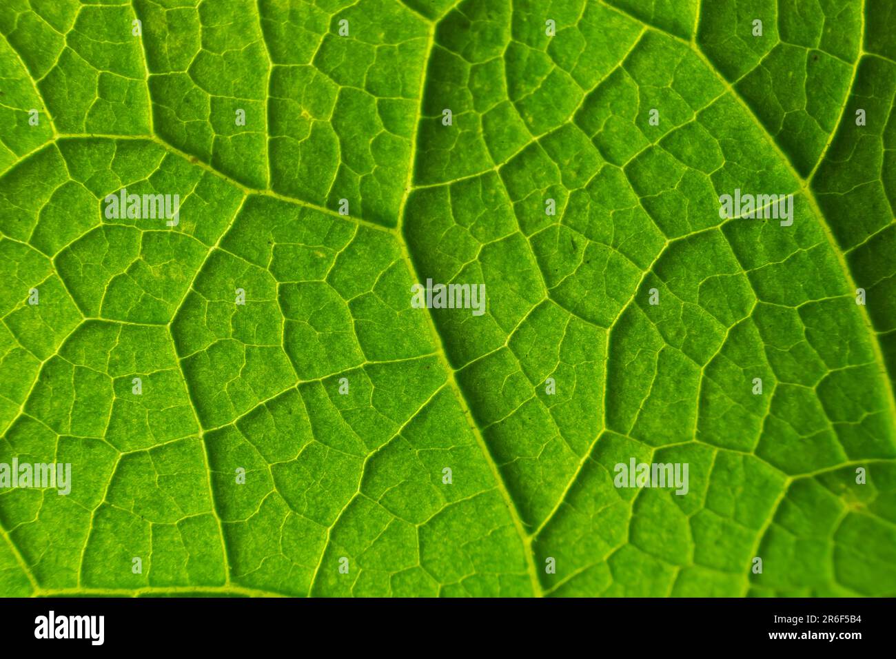 Texture des feuilles de vert abstrait pour l'arrière-plan. Environnement naturel, concept écologique. Banque D'Images