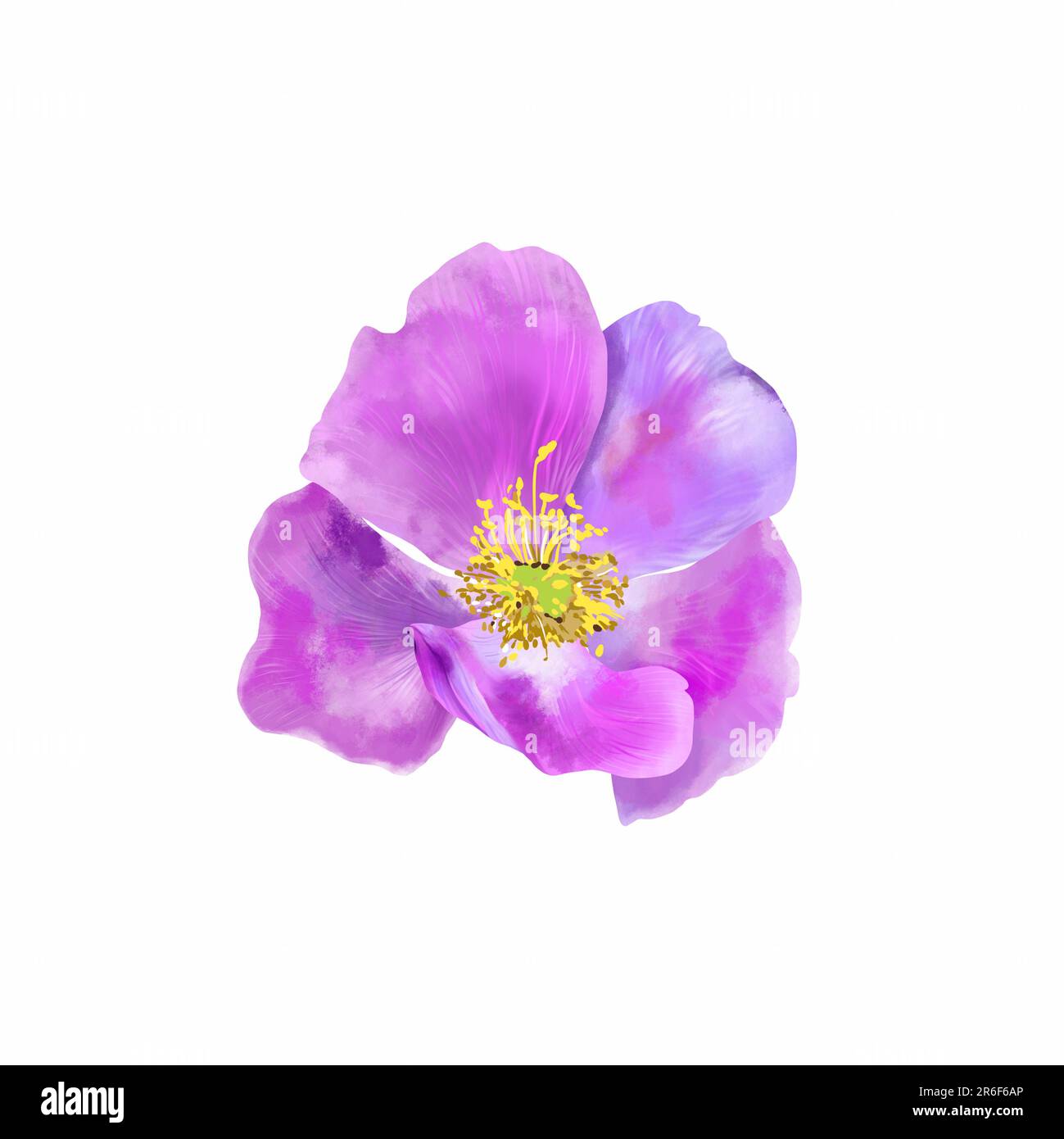 Fleur rose de rosehip isolée sur fond blanc. Illustration aquarelle de l'arrière-plan printemps-été. Élément de design pour cartes de vœux, invi de mariage Banque D'Images Fleur rose de rosehip isolée sur fond blanc. Illustration aquarelle de l'arrière-plan printemps-été. Élément de design pour cartes de vœux, invi de mariage Banque D'Images