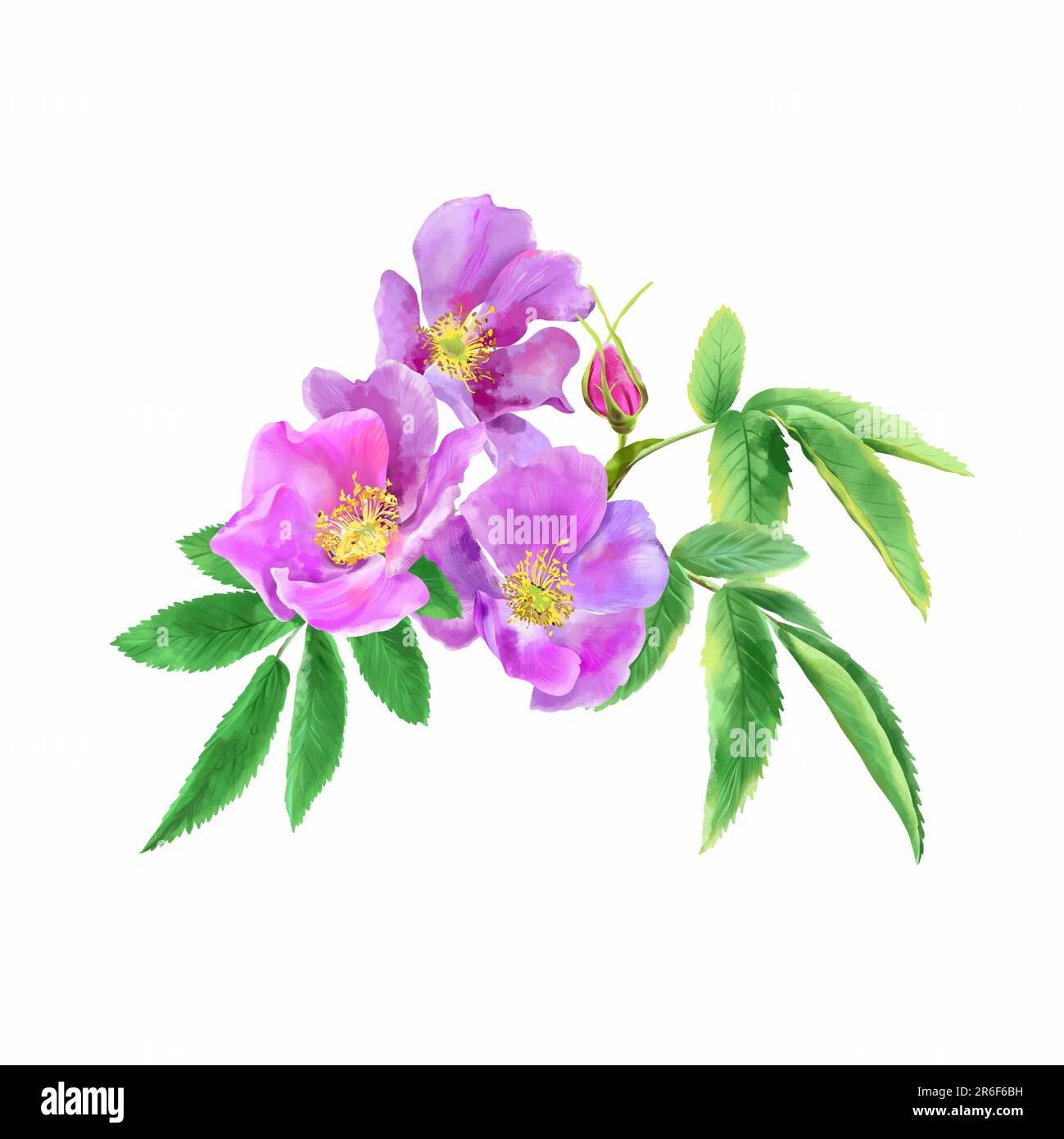 Bouquet de fleurs roses de rosehip isolées sur fond blanc. Illustration aquarelle. Design pour les invitations de mariage, cartes de vœux, emballage pour c Banque D'Images Bouquet de fleurs roses de rosehip isolées sur fond blanc. Illustration aquarelle. Design pour les invitations de mariage, cartes de vœux, emballage pour c Banque D'Images