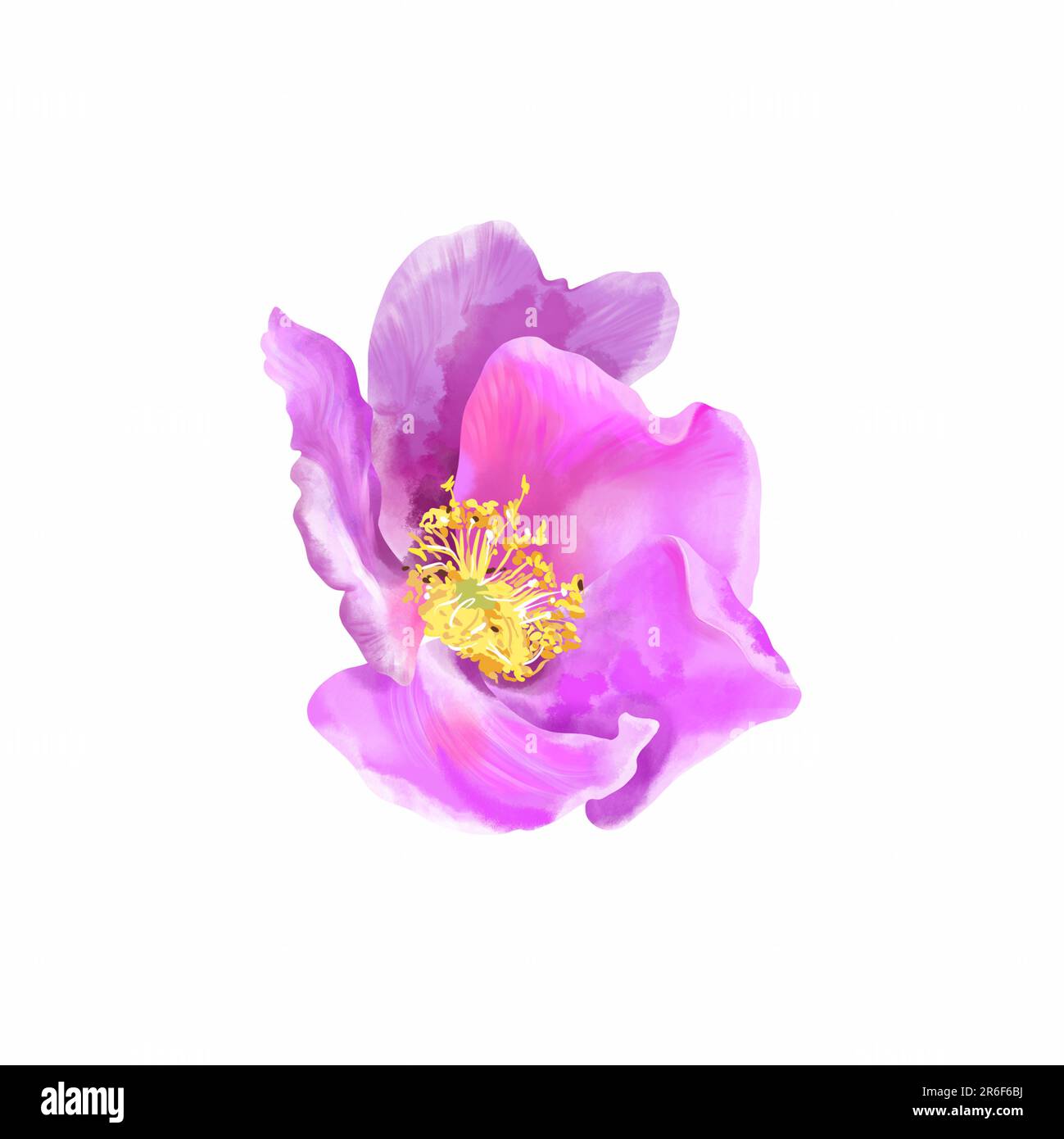 Fleur rose-violet isolée sur fond blanc. Illustration aquarelle de l'arrière-plan printemps-été. Élément de conception pour les invitations de mariage, Banque D'Images Fleur rose-violet isolée sur fond blanc. Illustration aquarelle de l'arrière-plan printemps-été. Élément de conception pour les invitations de mariage, Banque D'Images