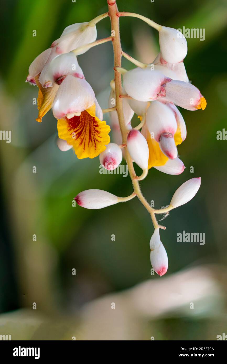 Ginger Shell (Alpinia zerumbet). Gros plan d'un raton laveur de fleurs pendantes poussant à tel Aviv, Israël Alpinia zerumbet, communément appelé gingembre en coquille, Banque D'Images