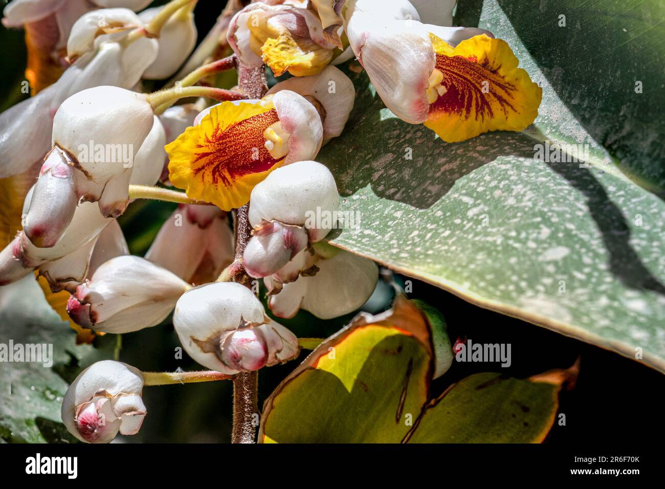Ginger Shell (Alpinia zerumbet). Gros plan d'un raton laveur de fleurs pendantes poussant à tel Aviv, Israël Alpinia zerumbet, communément appelé gingembre en coquille, Banque D'Images