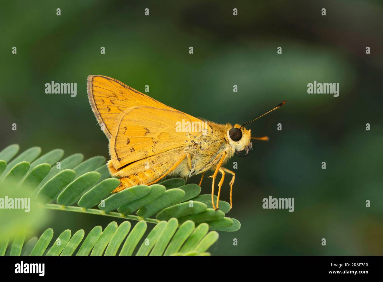 Whirlabout herbe skipper papillon, Polites vibex à Satara, Maharashtra, Inde Banque D'Images