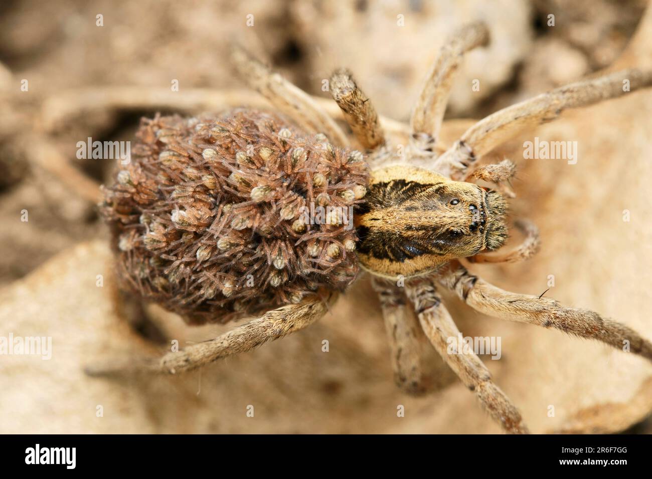 Dorsale de l'araignée du loup avec des bébés, Lycosa sp à Satara, Maharashtra, Inde Banque D'Images