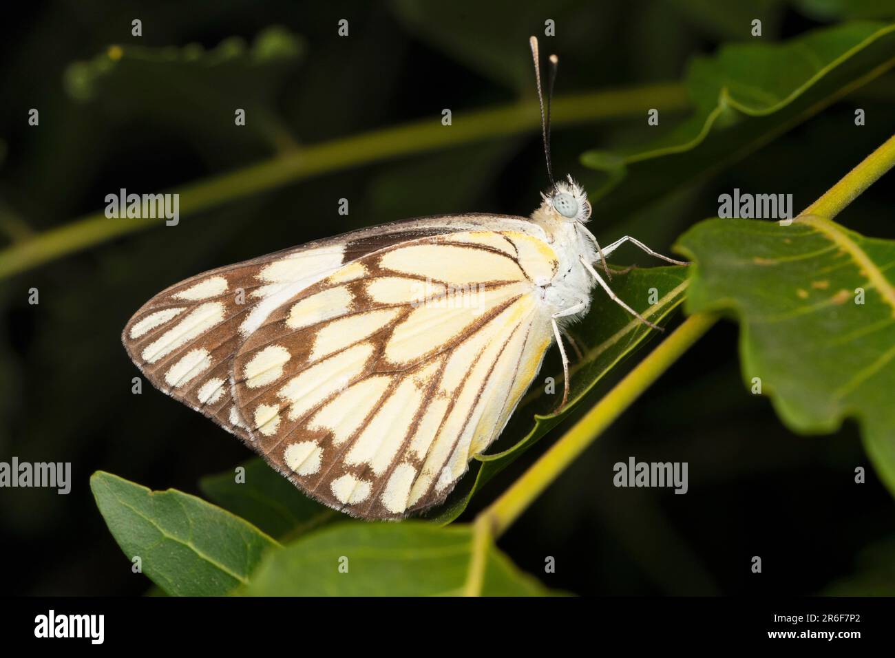 Papillon pionnier, Belenois aurota à Satara, Maharashra, Inde Banque D'Images