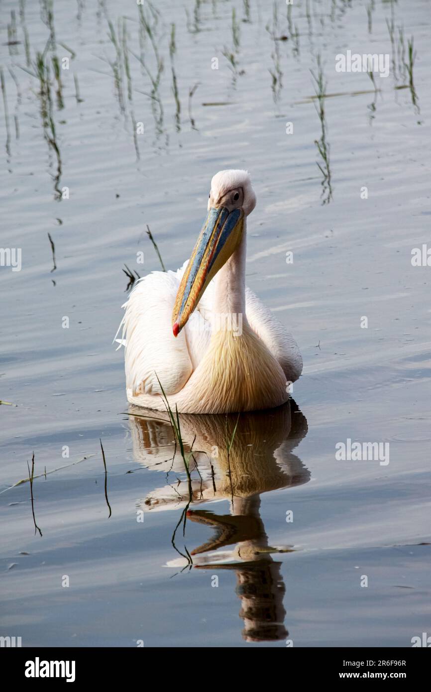 Grands pélicans blancs (Pelecanus onocrotalus) au marché des pêcheurs sur la rivière des eaux, en Éthiopie Banque D'Images