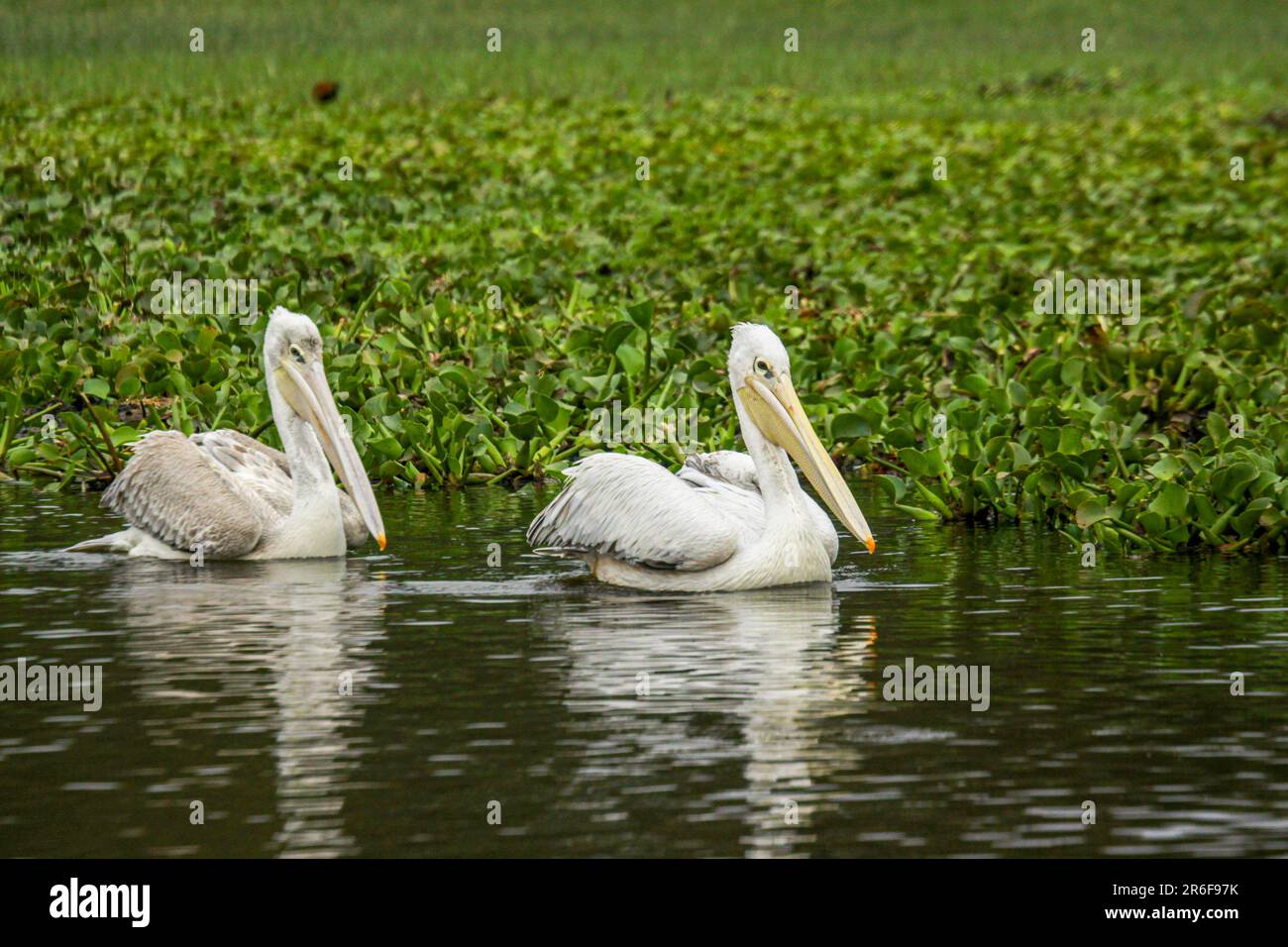 Pélican blanc (pelecanus onocrotalus), flottant sur l'eau photographiée au lac naivasha, Kenya Banque D'Images