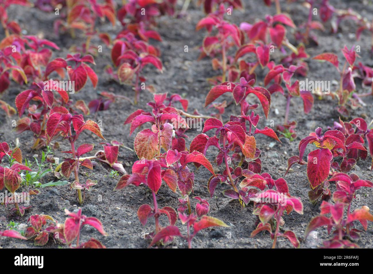 Coleus est une plante herbacée ornementale utilisée pour l'aménagement paysager des jardins. Banque D'Images