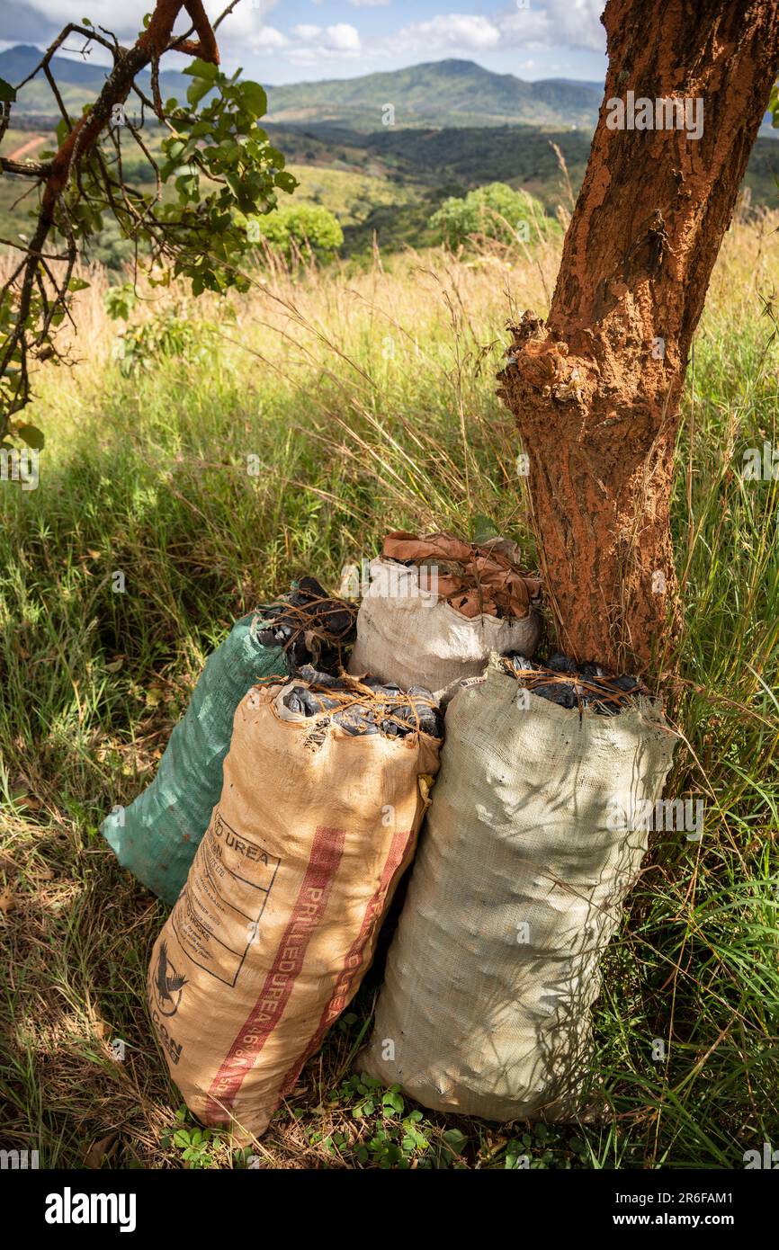 Plusieurs sacs de charbon de bois produit illégalement dans les zones rurales du Malawi - un moteur de la déforestation Banque D'Images