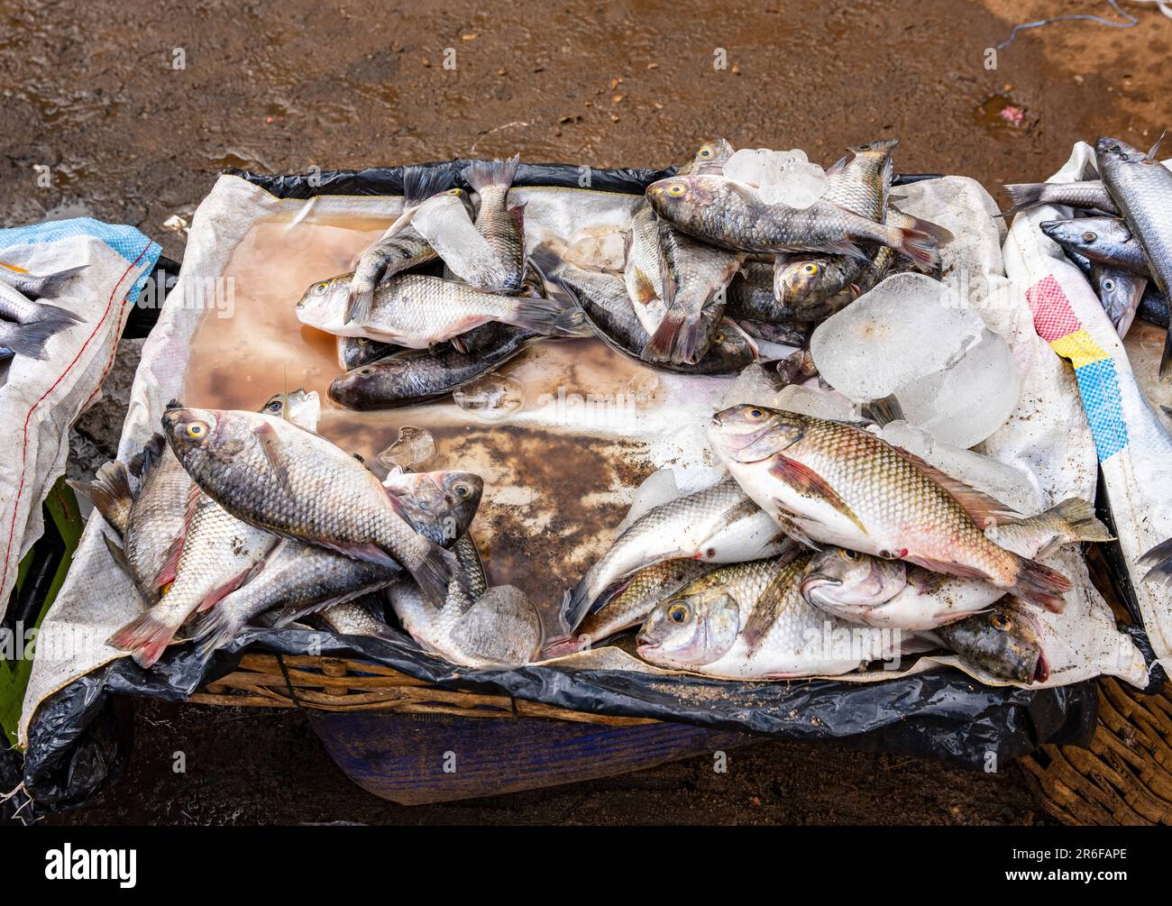 Cale dans le marché de Mzuzu, Malawi, vendant des poissons de chambo (Oreochromis lidole) capturés dans le lac Malawi Banque D'Images