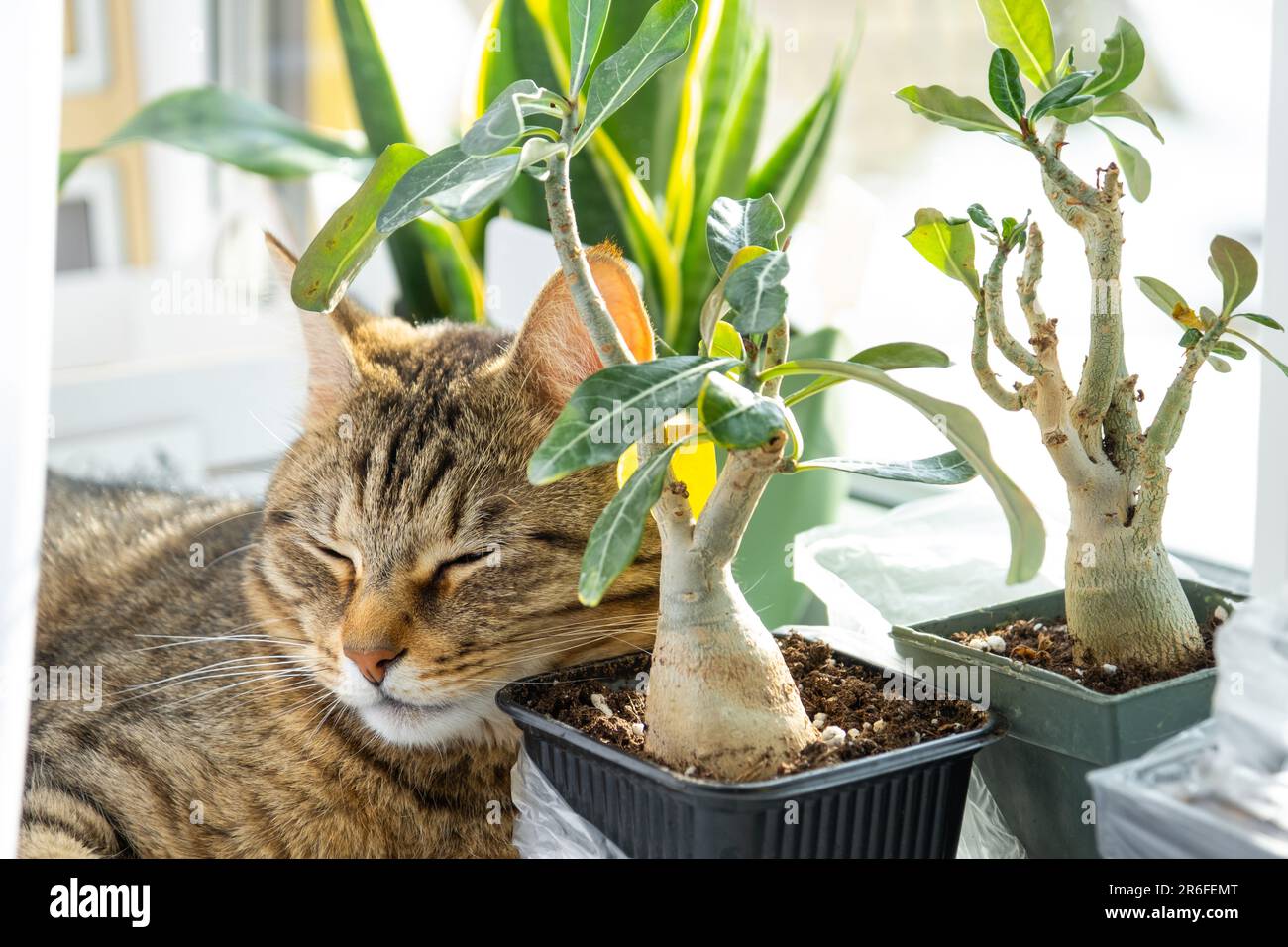 Jardinage, tte de chat, plantes et concept de nature - gros plan de fleur  humide Philodendron au jardin de la maison Photo Stock - Alamy