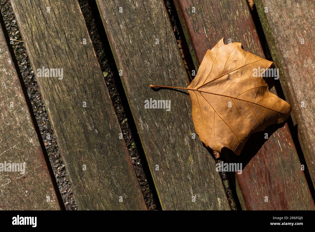 Une feuille d'arbre d'avion fragile mort Platanus située sur les lattes en bois d'un banc dans un parc de Cornwall au Royaume-Uni. Banque D'Images
