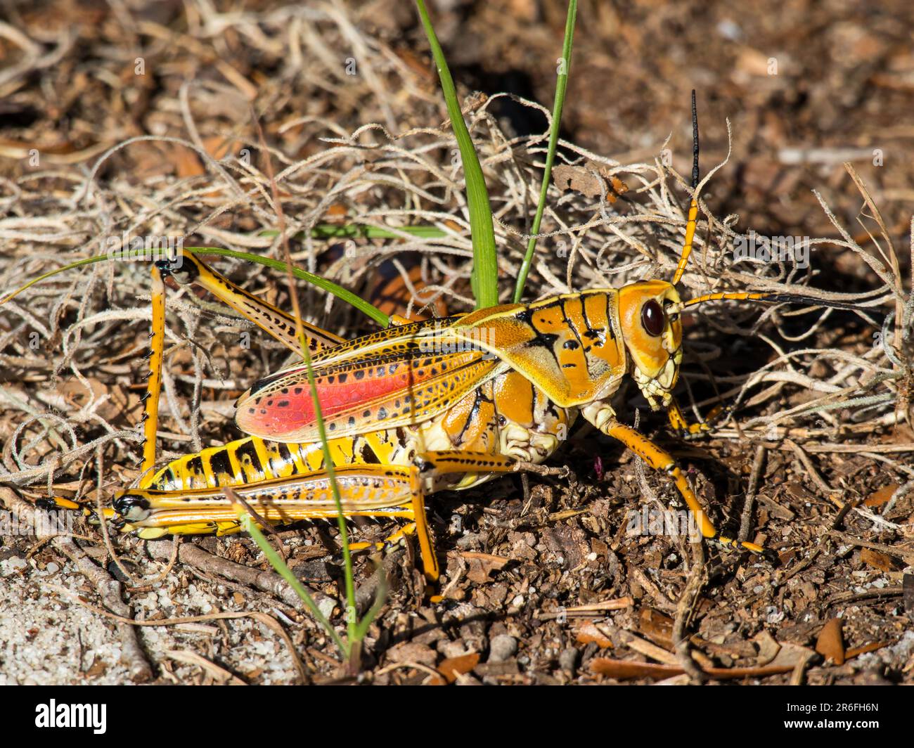 Gros plan macro de sauterelle jaune rouge et noir. Banque D'Images
