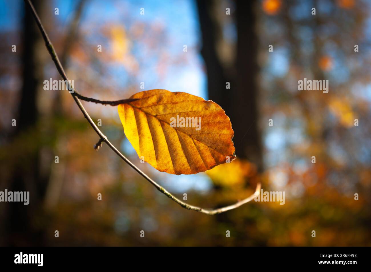 Une seule feuille de hêtre dans sa couleur d'or d'automne avec bois comme bokeh en arrière-plan. Banque D'Images