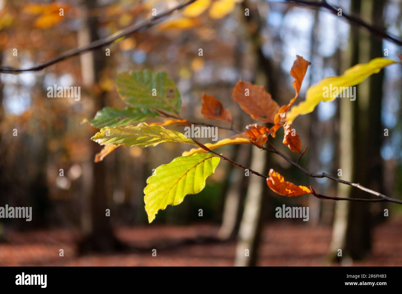 Brindilles de feuilles de hêtre changeant de colopur avec des bois d'automne en arrière-plan comme bokeh. Banque D'Images Brindilles de feuilles de hêtre changeant de colopur avec des bois d'automne en arrière-plan comme bokeh. Banque D'Images