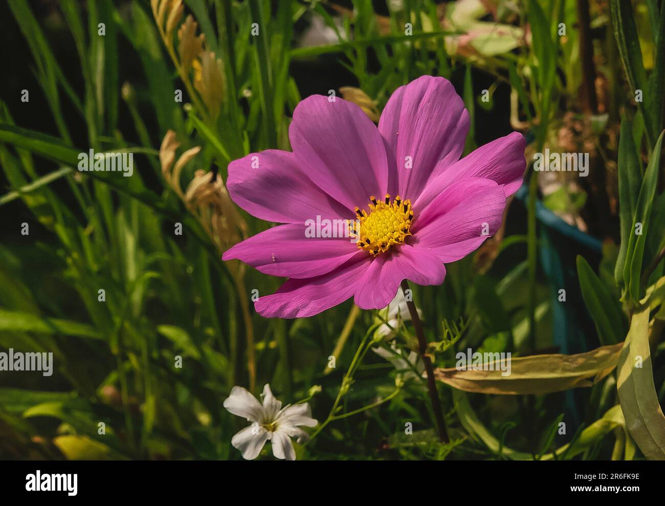 Cosmos blanc et rose dans le jardin du début de l'été Banque D'Images