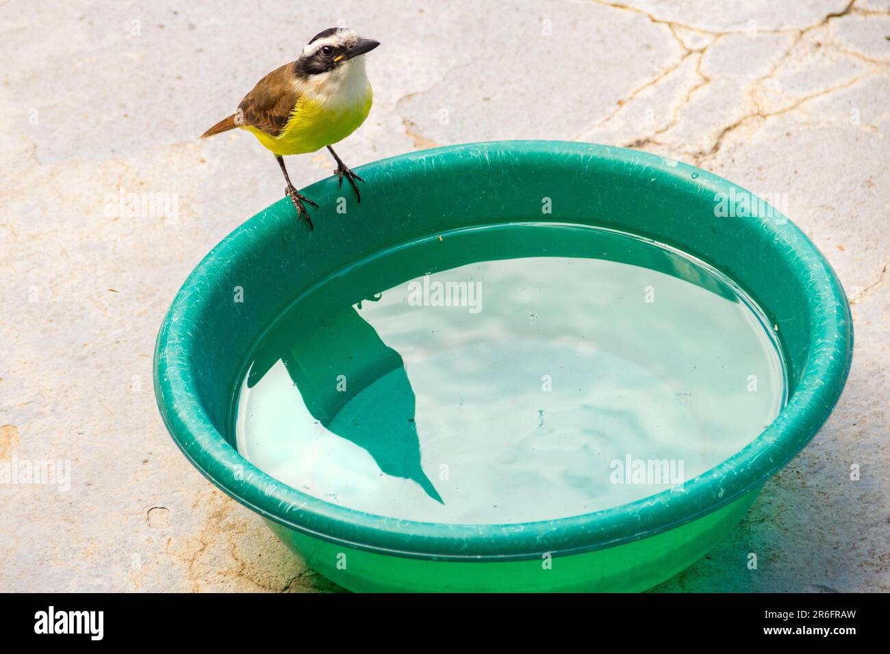 Goiania, Goias, Brésil – 24 mai 2022 : un oiseau perché sur le bord d'un bassin en plastique vert rempli d'eau. Banque D'Images