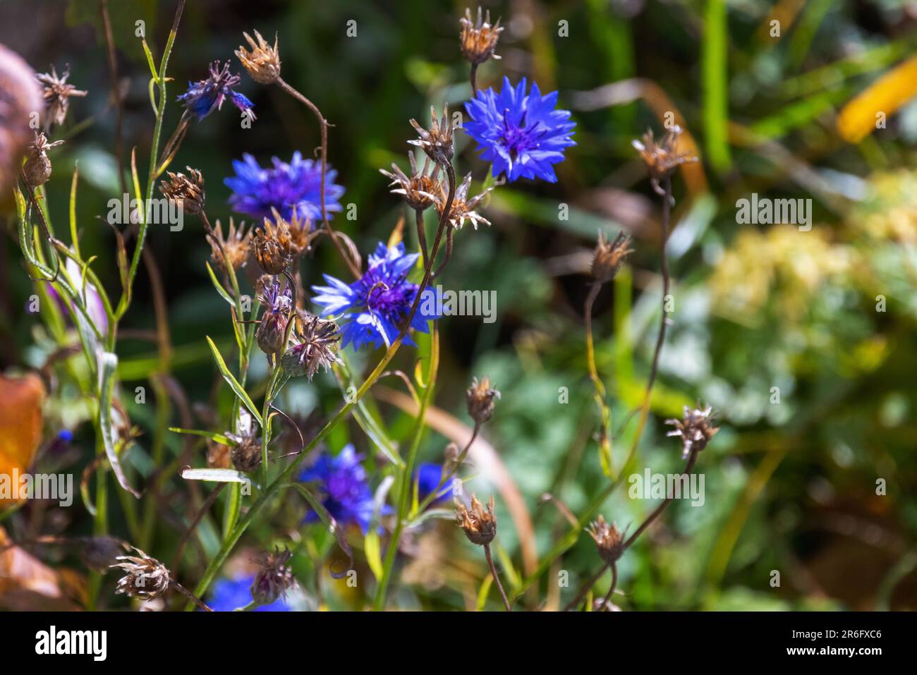 Cornflowers le jour de sunner, photo macro avec une mise au point sélective douce. Centaurea cyanus Banque D'Images
