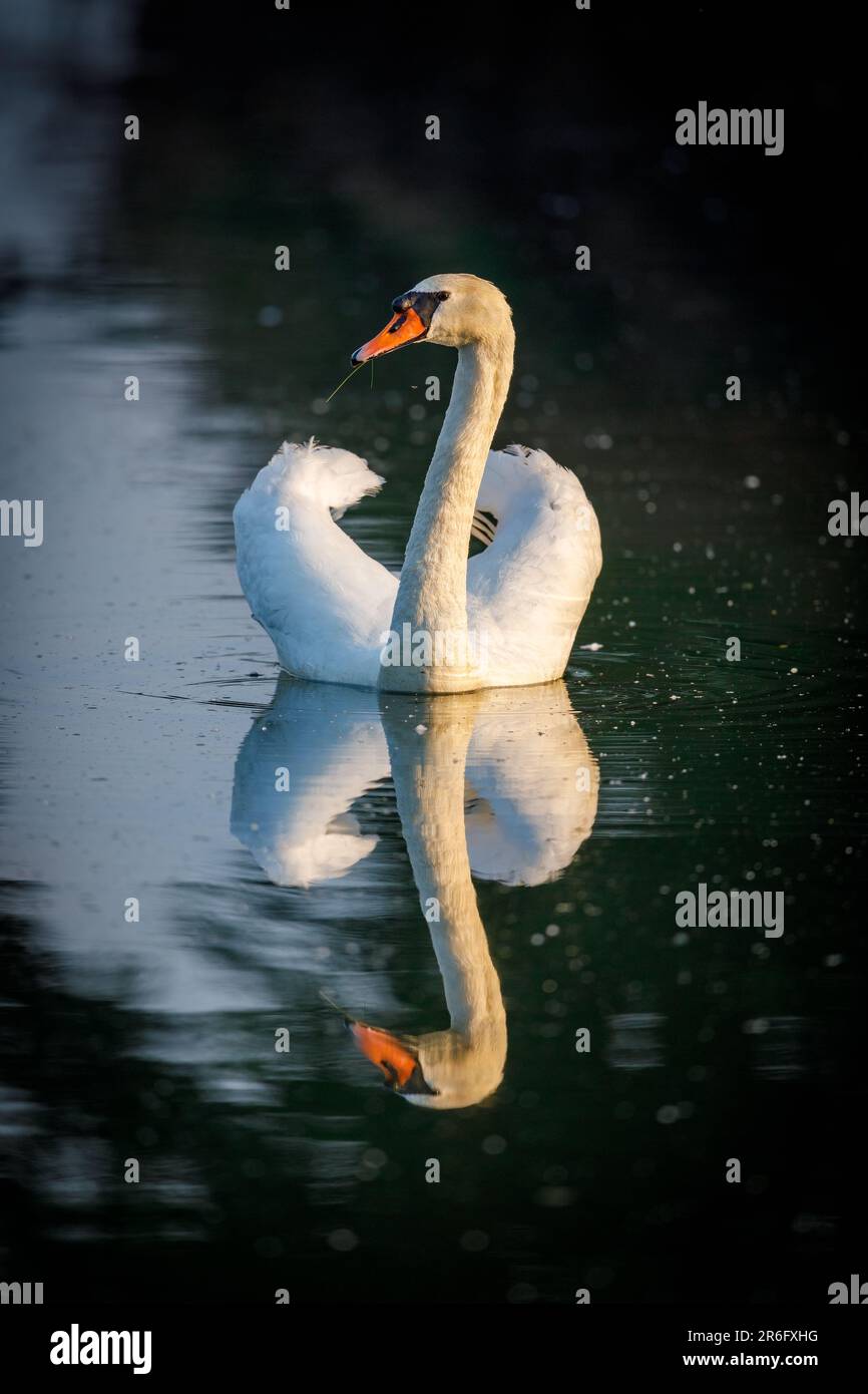 Un Cygne muet sur un lac Banque D'Images