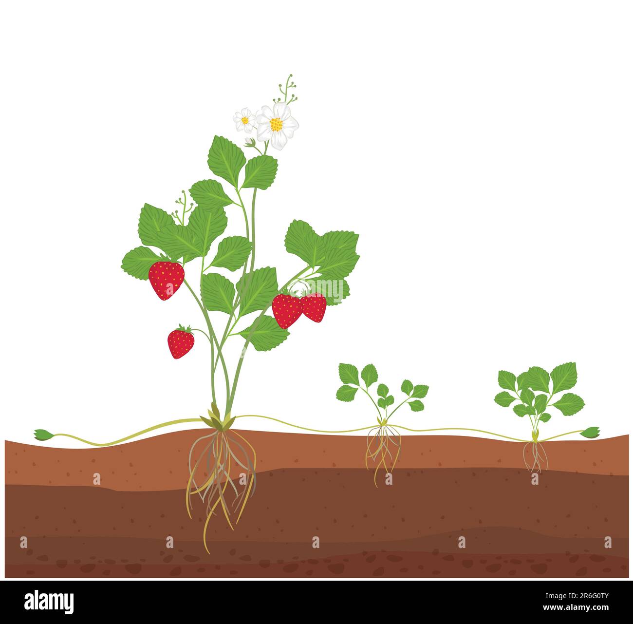 une illustration d'une plante de fraise, présentant le processus de reproduction asexuée Banque D'Images