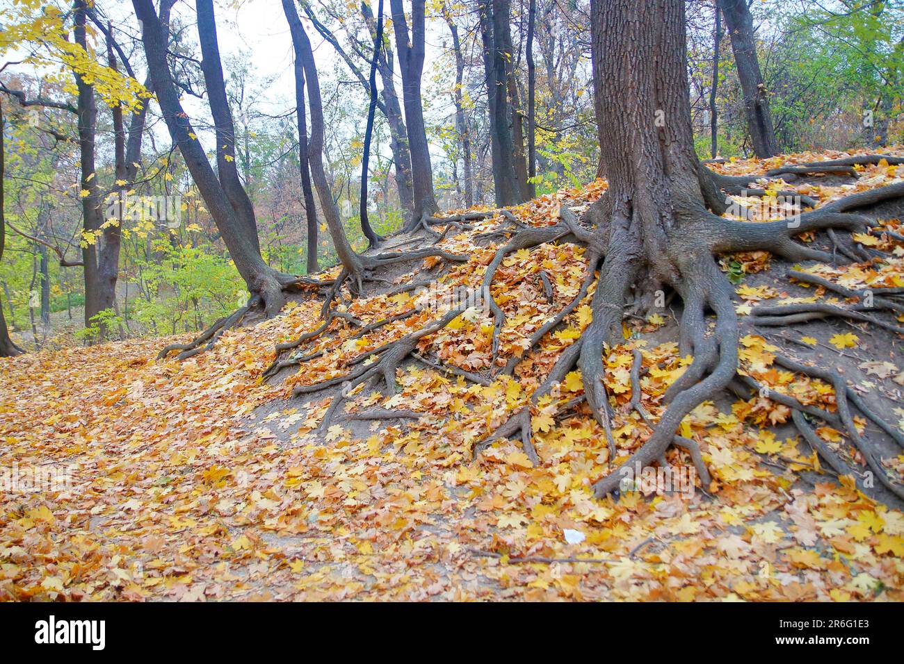 La photo a été prise dans un parc public de Kiev. La photo montre le feuillage d'automne couvrant les racines puissantes de l'arbre. Banque D'Images