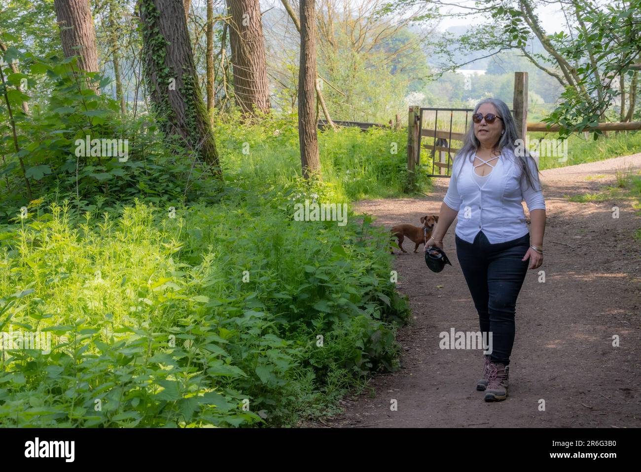 Femme mature marchant avec son chien sur un sentier de randonnée avec de nombreux arbres verts feuillus sur un fond brumeux, vêtements décontractés, lunettes de soleil, cheveux longs gris, su Banque D'Images