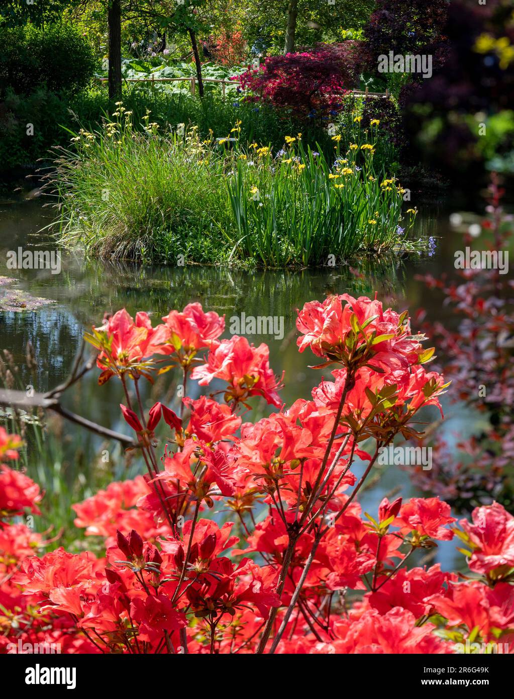 Plantes aux fleurs rouges et jaunes au bord de l'étang lilli dans l'ancien jardin de l'artiste Claude Monet dans le village de Giverny, France Banque D'Images