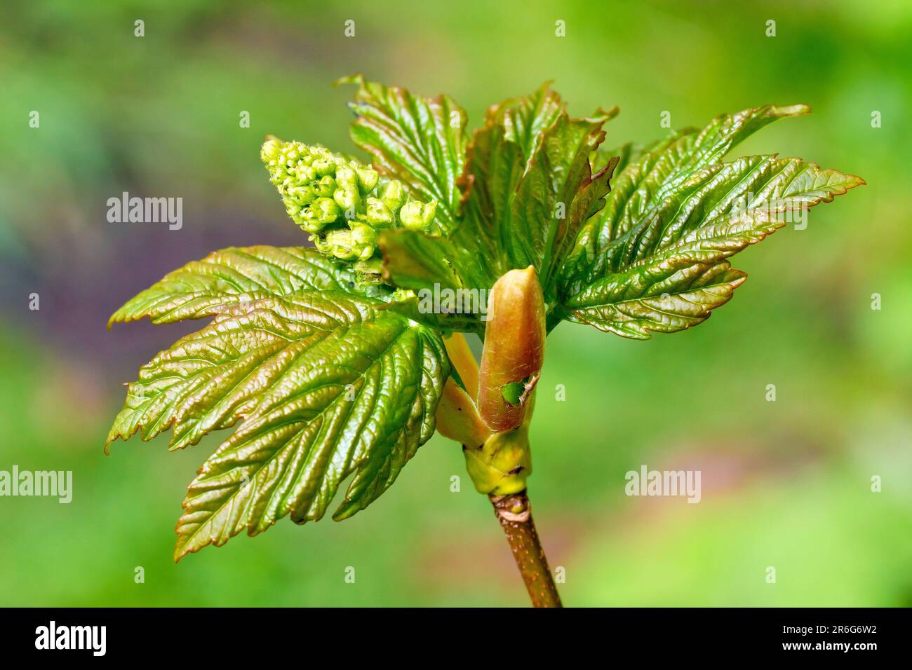 Sycamore (acer pseudoplatanus), gros plan d'un bourgeon de feuilles s'ouvrant au printemps pour révéler les nouvelles feuilles et les fleurs à l'intérieur. Banque D'Images