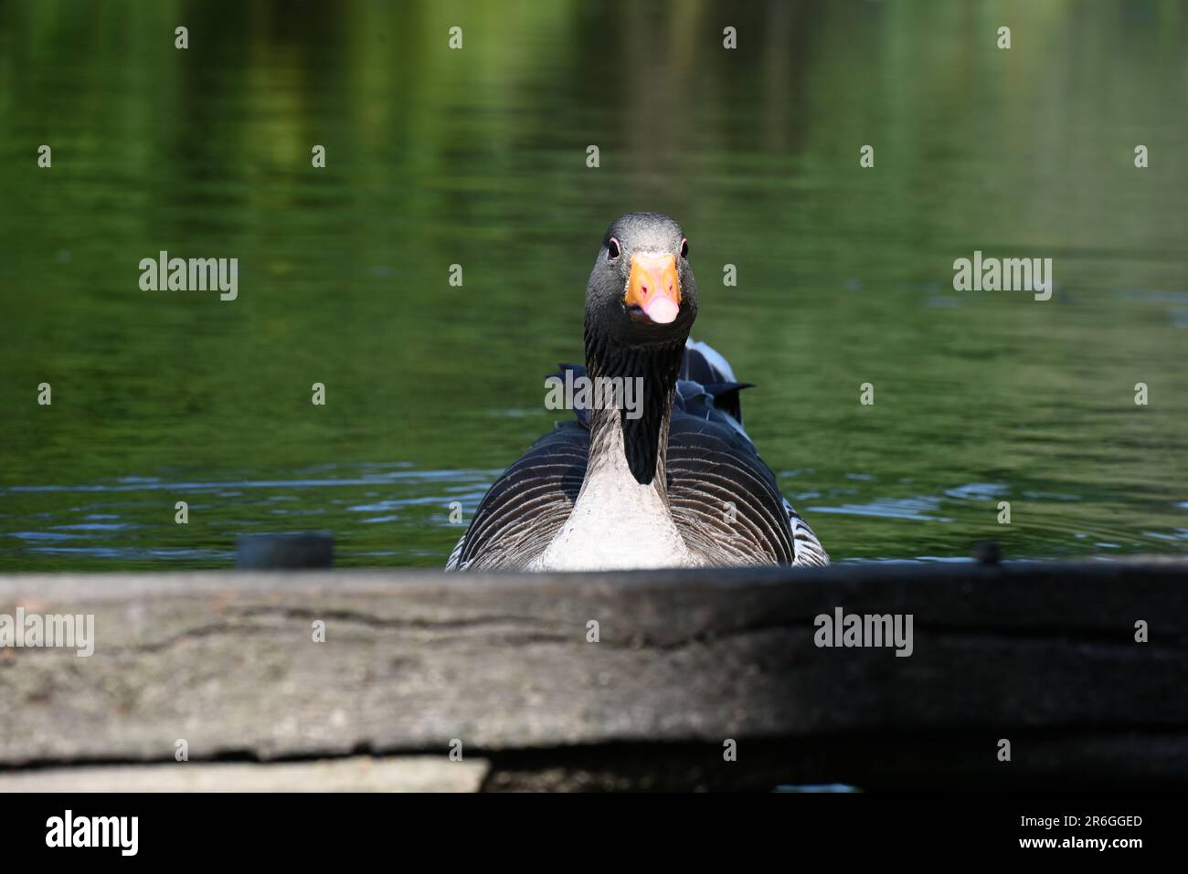 Comme l'été britannique se trouve enfin à Greylag Geese nager dans le lac et s'installer pour l'été beaucoup ayant survolé de l'Europe. L'oie de Graylag est l'ancêtre de la plupart des oies domestiques et le plus grand et bulkile des oies sauvages indigènes au Royaume-Uni et en Europe. Ils Migrez vers l' Islande , et le nord et l'Europe centrale , hivernant de l' Ecosse , du sud à l'Afrique du nord et de l' est à l' Iran . les oies des Graylag sont monogames et habituellement couplées pour la vie . Banque D'Images