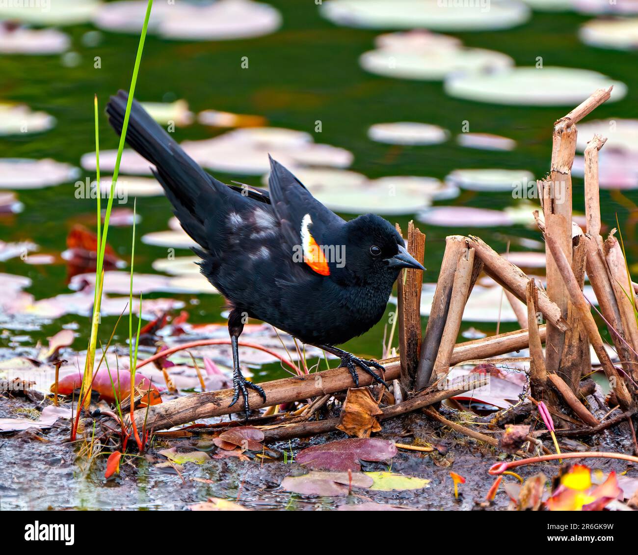 Vue rapprochée des mâles Blackbird aimés de rouge, debout sur les coussins de nénuphars dans l'eau et profiter de son environnement et de son habitat environnant. Banque D'Images